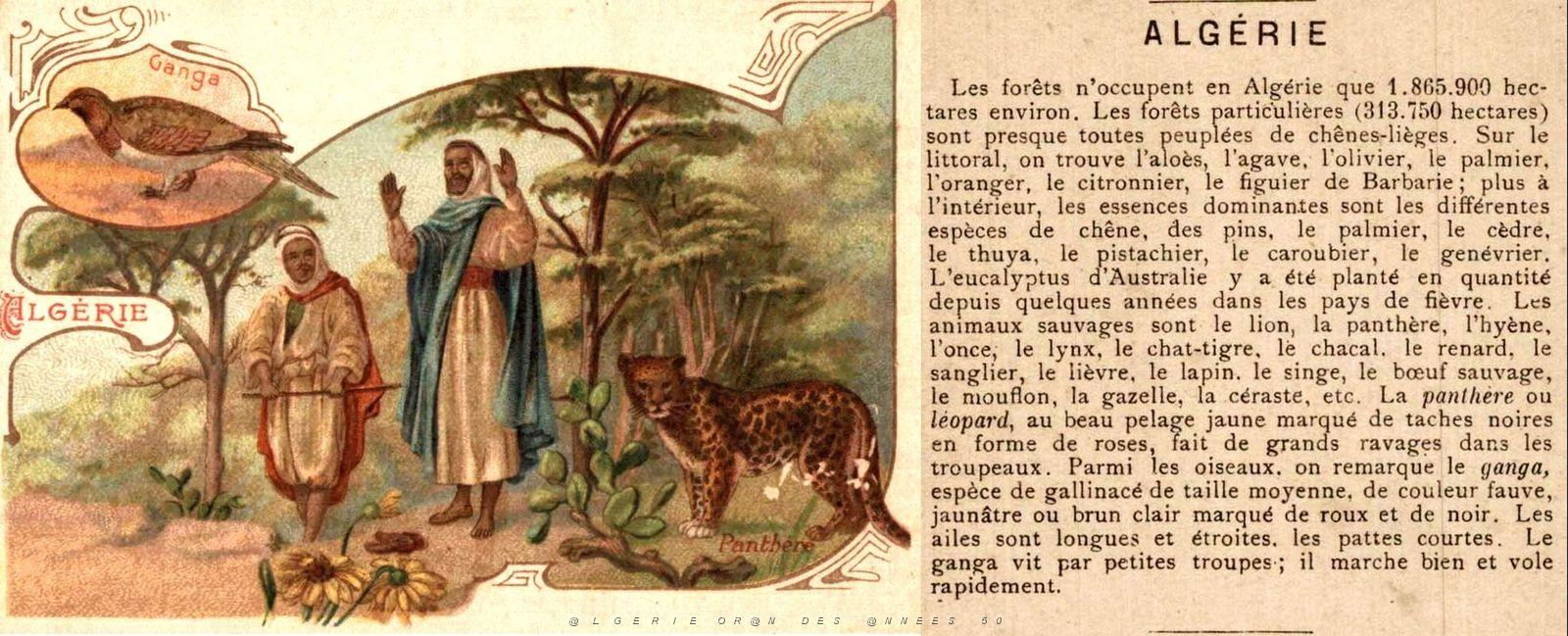 ALGERIE - LA PANTHERE (8).jpg